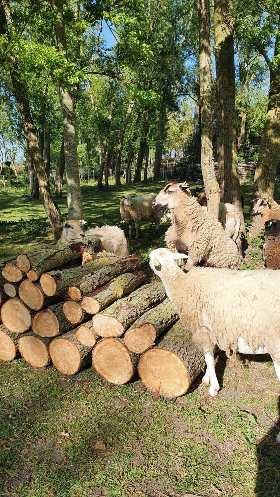 De Zeeuwsche Hoeve Kerkwerve Екстериор снимка